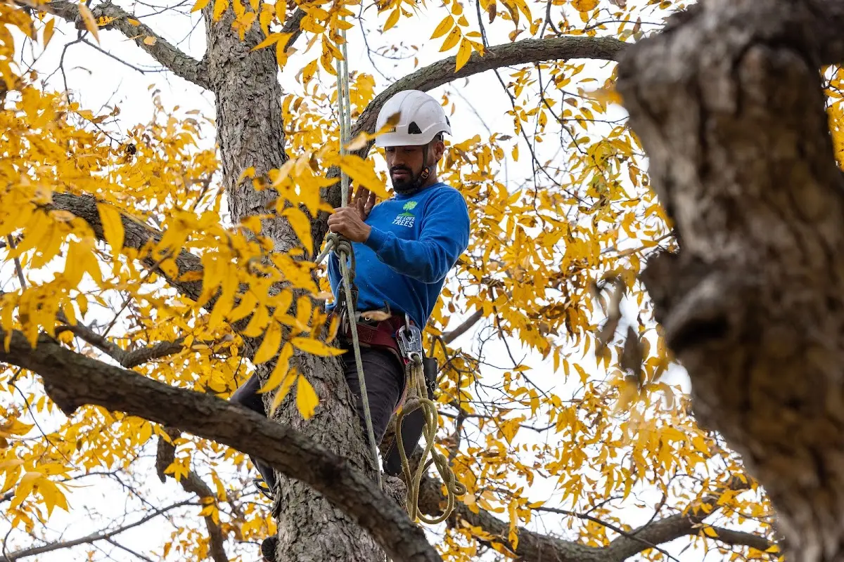 Skilled Tree Pruning crew working in Keenesburg