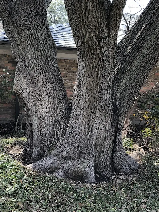 Mature heritage tree close to a Keenesburg property cared for by certified arborists