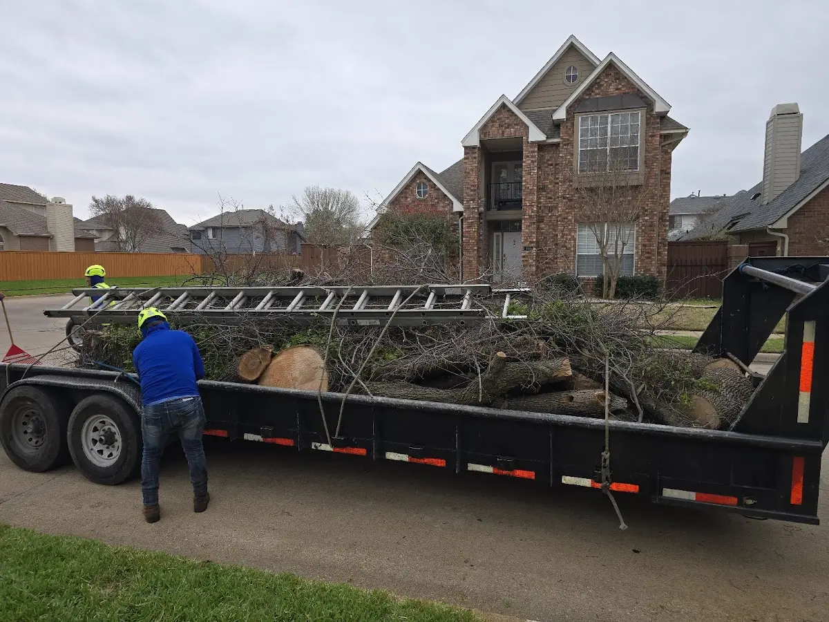 Expert Tree Removal with proper safety equipment in Keenesburg